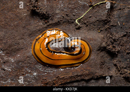 Hammer vorangegangen Slug, Kivikhu Dorf, Nagaland, Indien Stockfoto