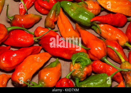 Naga Chili, Es ist einer der heißesten bekannten chili peppers. Satakha Dorf, Nagaland, Indien Stockfoto