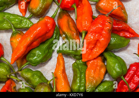 Naga Chili, Es ist einer der heißesten bekannten chili peppers. Satakha Dorf, Nagaland, Indien Stockfoto