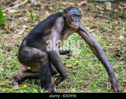 Bonobo Cub auf brachiums bei Mutter. In kurzer Entfernung, aus der Nähe. Der Bonobo (Pan paniscus), die sog. pygmy Schimpansen. Stockfoto