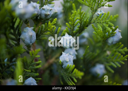 Blühende Pine Tree auf einem Zweig von Tannennadeln im Frühjahr, close-up auf einem grünen Hintergrund Stockfoto