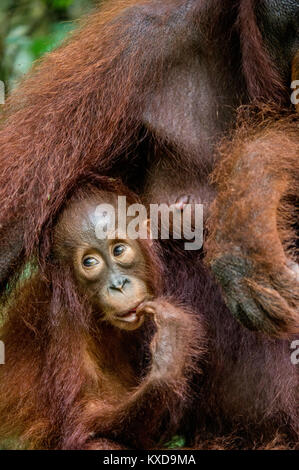 Ein Weibchen der Orang-utan mit einem Cub in einen natürlichen Lebensraum. Zentrale bornesischen Orang-utan (Pongo pygmaeus wurmbii) in der wilden Natur. Wilde tropische Rainf Stockfoto