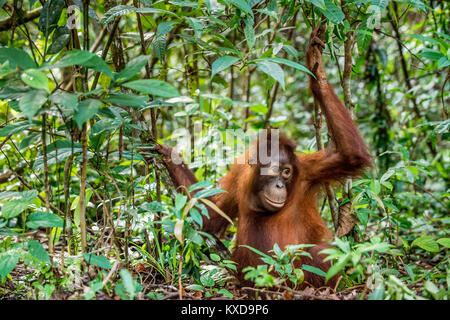Kinder von Zentralen bornesischen Orang-utan (Pongo pygmaeus wurmbii) im natürlichen Lebensraum. Wilde Natur im tropischen Regenwald von Borneo. Indonesien Stockfoto