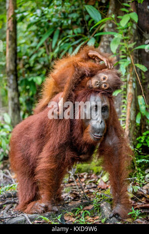 Ein Weibchen der Orang-utan mit einem Cub in einen natürlichen Lebensraum. Zentrale bornesischen Orang-utan (Pongo pygmaeus wurmbii) in der wilden Natur. Wilde tropische Rainf Stockfoto