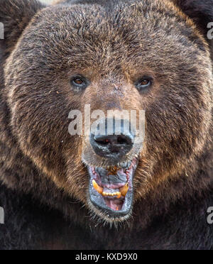 Die Nahaufnahme Portrait von Wilden erwachsener männlicher Braunbär (Ursus arctos). Stockfoto