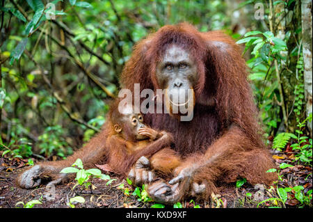 Ein Weibchen der Orang-utan mit einem Cub in einen natürlichen Lebensraum. Zentrale bornesischen Orang-utan (Pongo pygmaeus wurmbii) in der wilden Natur. Wilde tropische Rainf Stockfoto