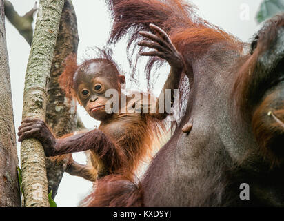 Ein Weibchen der Orang-utan mit einem Cub in einen natürlichen Lebensraum. Zentrale bornesischen Orang-utan (Pongo pygmaeus wurmbii) in der wilden Natur. Wilde tropische Rainf Stockfoto