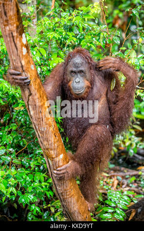 Eine Nahaufnahme Portrait des Bornesischen Orang-utan (Pongo pygmaeus) unter Regen in der wilden Natur. Zentrale bornesischen Orang-utan (Pongo pygmaeus wurmbii) in n Stockfoto