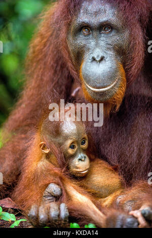 Ein Weibchen der Orang-utan mit einem Cub in einen natürlichen Lebensraum. Zentrale bornesischen Orang-utan (Pongo pygmaeus wurmbii) in der wilden Natur. Wilde tropische Rainf Stockfoto