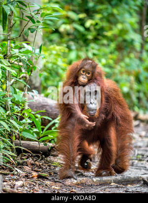 Ein Weibchen der Orang-utan mit einem Cub in einen natürlichen Lebensraum. Zentrale bornesischen Orang-utan (Pongo pygmaeus wurmbii) in der wilden Natur. Wilde tropische Rainf Stockfoto