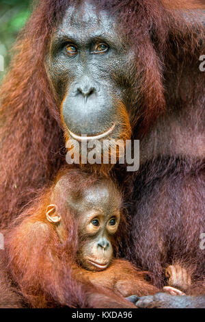 Ein Weibchen der Orang-utan mit einem Cub in einen natürlichen Lebensraum. Zentrale bornesischen Orang-utan (Pongo pygmaeus wurmbii) in der wilden Natur. Wilde tropische Rainf Stockfoto