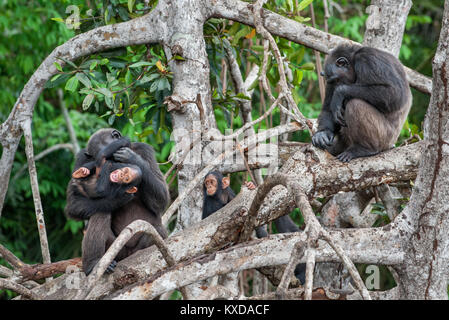 Schimpanse (Pan troglodytes) mit einem Cub auf Mangrove Filialen. Mutter - Schimpansen sitzt und hält Cub auf Händen. Zentrale Schimpanse oder tschego, (Pan trogl Stockfoto
