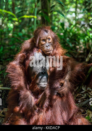 Ein Weibchen der Orang-utan mit einem Cub in einen natürlichen Lebensraum. Zentrale bornesischen Orang-utan (Pongo pygmaeus wurmbii) in der wilden Natur. Wilde tropische Rainf Stockfoto