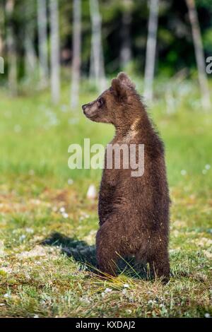 Das bärchen auf die Beine behindern. Braunbär (Ursus arctos). Grüne wald Hintergrund. natürlichen Lebensraum Stockfoto
