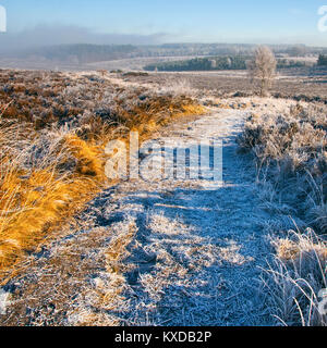 Starker Frost mit Nebel und Nebel im Winter Cannock Chase Country Park AONB (Gebiet von außergewöhnlicher natürlicher Schönheit) in Staffordshire, England, UK Stockfoto