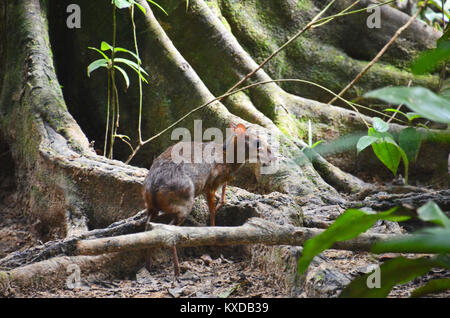 Java Maus Rotwild (Tragulus javanicus), Taman Negara National Park, Malaysia Stockfoto