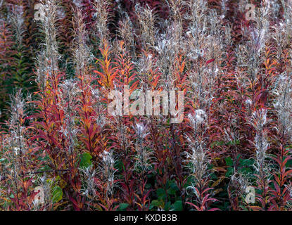 Wilde Flora mit Rosebay Weidenröschen mit herrlichem Crimson und Gold aus Blatt- und Cremeweiß seedheads im späten Abendlicht im Herbst auf Cannock Chas Stockfoto