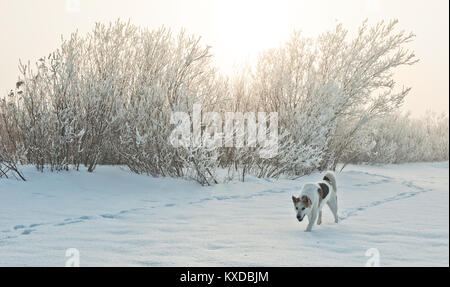 Wandern Hund im nebligen Morgen. Winterlandschaft Stockfoto