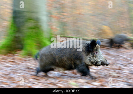 Wildschwein (Sus scrofa), Leistungsbeschreibung, Captive, Nordrhein-Westfalen, Deutschland Stockfoto