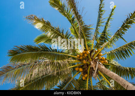 Kokospalme (Cocos nucifera), mit Kokosnüssen, Rarotonga, Cook Inseln Stockfoto