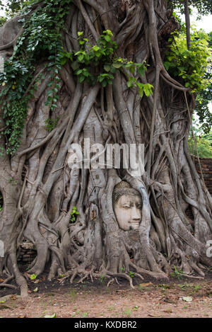 Buddha-Kopf in Baumwurzeln, Wat Mahathat, Ayutthaya, Thailand Stockfoto
