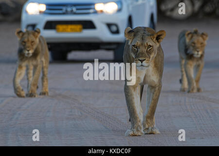 Afrikanische Löwen (Panthera leo), Löwin mit zwei junge Männer gehen auf einem Feldweg in der Dämmerung, touristische Fahrzeug hinter Stockfoto