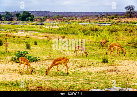 Gruppe von Impalas Streifen entlang des Olifants River in Südafrika Krüger Bereich Stockfoto