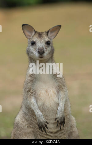 Agile Wallaby (Macropus agilis) nach oben stehen, Daintree, Queensland Stockfoto