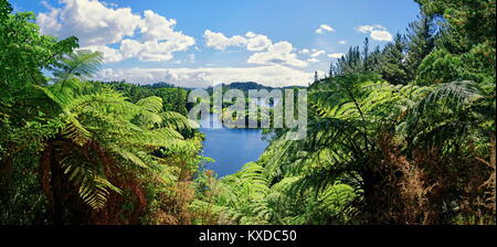 Silber Baumfarne (cyathea Dealbata) mit Lake Mangamahoe im tropischen Regenwald, Whanganui National Park, North Island Stockfoto