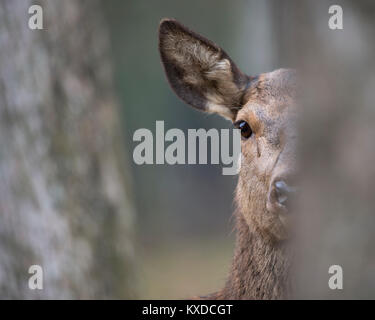 Red Deer (Cervus elaphus), weiblich, erwachsenen Tier versteckt sich hinter Baum, Rheinland-Pfalz, Deutschland Stockfoto