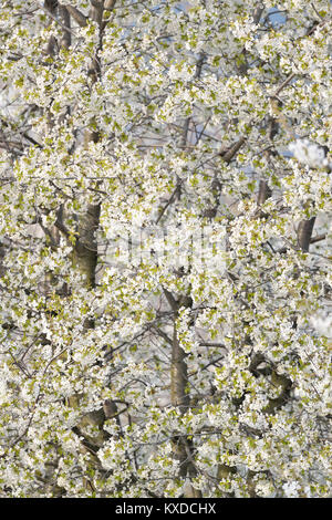 Kirschbaum in voller Blüte, wilde Kirsche (Prunus Avium), Sachsen-Anhalt, Deutschland Stockfoto