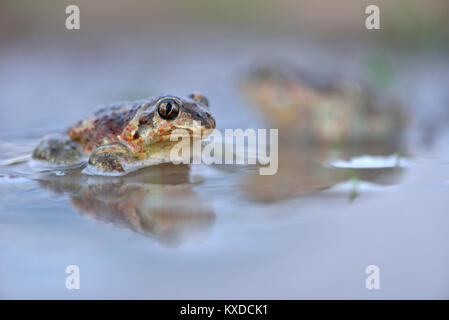 Gemeinsame spadefootn (Pelobates fuscus) im Pfütze sitzen, Biosphärenreservat Mittlere Elbe, Sachsen-Anhalt, Deutschland Stockfoto