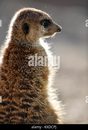 Erdmännchen (Suricata suricatta), Kätzchen, Porträt im Gegenlicht, Captive Stockfoto