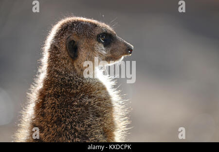 Erdmännchen (Suricata suricatta), Kätzchen, Porträt im Gegenlicht, Captive Stockfoto