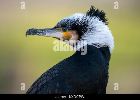 Kormoran (Phalacrocorax carbo) im Winter Dress, Tier Portrait, Baden-Württemberg, Deutschland Stockfoto