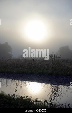 Sonnenaufgang im Nebel in der Nähe des Waldes in Österreich Stockfoto