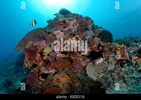 Maurische Idol (zanclus Dais) und Royal angelfish (Pygoplites diacanthus) im Coral Garden, Nusa Penida und Nusa Lembongan Stockfoto