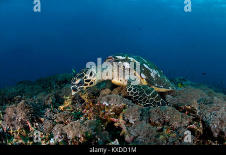 Echte Karettschildkröte (Eretmochelys imbricata), auf Futter über Coral Reef, Nusa Penida, Nusa Lembongan, Bali, Indonesien Stockfoto