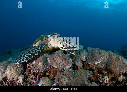 Echte Karettschildkröte (Eretmochelys imbricata), auf Futter über Coral Reef, Nusa Penida, Nusa Lembongan, Bali, Indonesien Stockfoto