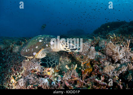 Echte Karettschildkröte (Eretmochelys imbricata), auf Futter über Coral Reef, Nusa Penida, Nusa Lembongan, Bali, Indonesien Stockfoto