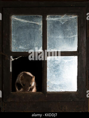 Steinmarder (Martes foina) am Fenster einer Scheune, in der Nacht, Rheinland-Pfalz, Deutschland Stockfoto