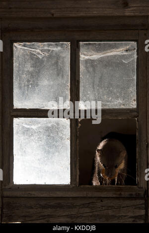 Steinmarder (Martes foina) mit Huhn Ei an das Fenster einer Scheune, in der Nacht, Rheinland-Pfalz, Deutschland Stockfoto