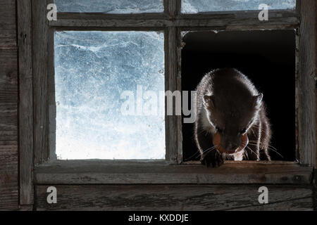 Steinmarder (Martes foina) mit Huhn Ei an das Fenster einer Scheune, in der Nacht, Rheinland-Pfalz, Deutschland Stockfoto