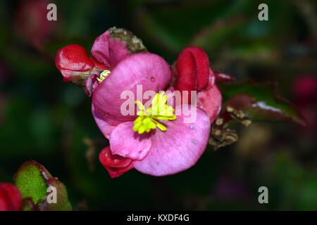rosa Blume Stockfoto