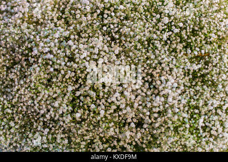 Viele Zweige mit kleinen weißen Blüten für Blumensträuße. Stockfoto