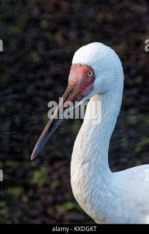 Sibirischen Kranich (Leucogeranus leucogeranus), auch als die Sibirischen White Crane oder den Schnee Kran genannt, ist ein Vogel aus der Familie der Kraniche, die Kräne. Stockfoto