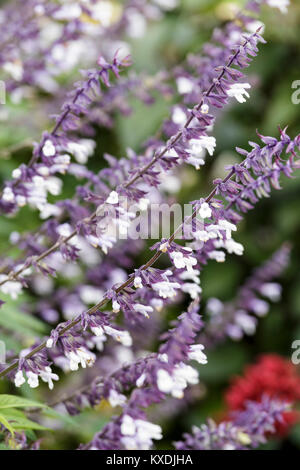 Salvia "Phyllis Fancy" Stockfoto