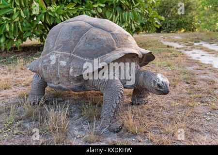 Riesenschildkröte (Aldabrachelys gigantea) auf Bird Island, Seychellen, Indischer Ozean Stockfoto