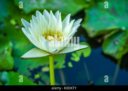 Blühenden weissen Lotus Sumpf mit Green leaf Hintergrund Stockfoto