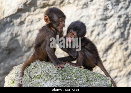 Geladas (Theropithecus gelada), junge Tiere sitzen auf den Felsen, Captive Stockfoto